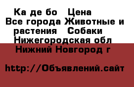 Ка де бо › Цена ­ 25 - Все города Животные и растения » Собаки   . Нижегородская обл.,Нижний Новгород г.